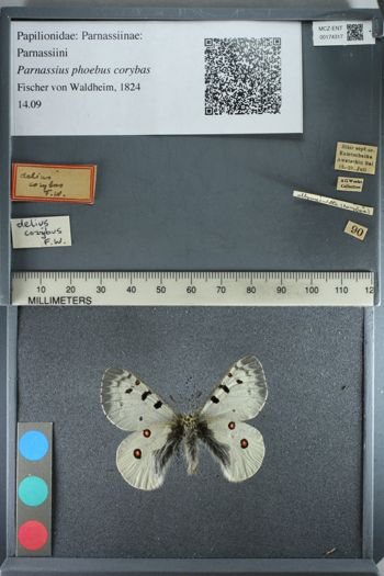 Media type: image;   Entomology 174317